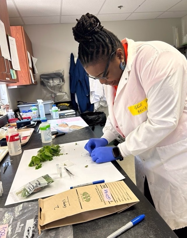 A scientist wearing a white lab coat and blue gloves examines green plant samples on a lab bench, surrounded by lab equipment, paper bags, and labeled containers during plant disease research in a laboratory setting.