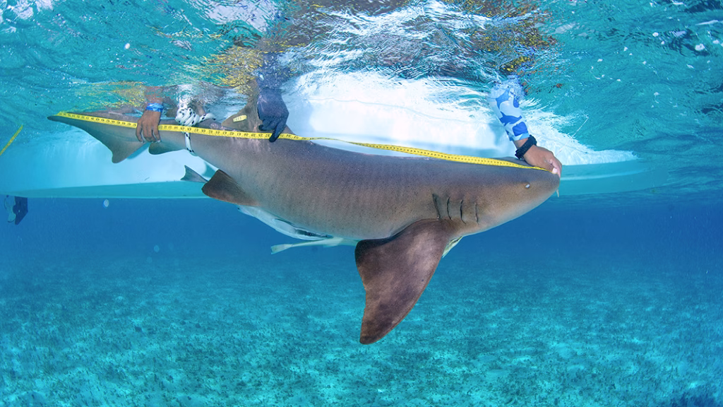 Measuring and conventional tagging of a nurse shark (Ginglymostoma cirratum) during an expedition in the waters of Lighthouse Reef Atoll, Belize.