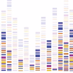 A stylized DNA electrophoresis gel image with vertical columns of colored bands in blue, purple, red, orange, and yellow, representing genetic markers or DNA profiles on a white background.