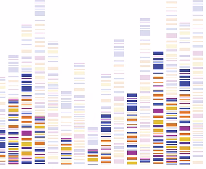 A stylized DNA electrophoresis gel image with vertical columns of colored bands in blue, purple, red, orange, and yellow, representing genetic markers or DNA profiles on a white background.