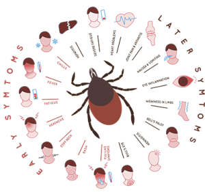 illustration of lime disease symptoms