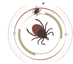 illustration of ticks carrying lime disease